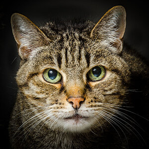 Felix