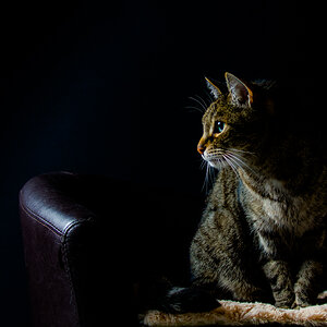 Felix 2