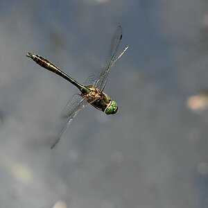 comp JEM 8666

Falkenlibelle