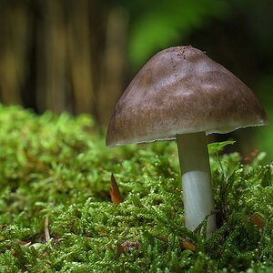 Pilz