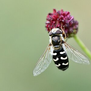 comp JEM 4657


Mondschwirrfliege Scva selenitica