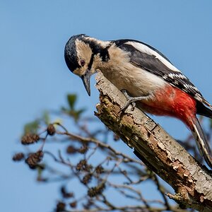 D50 4068 Specht sucht nach Fressbarem IA 4 2018