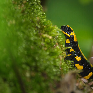 feuersalamander 003