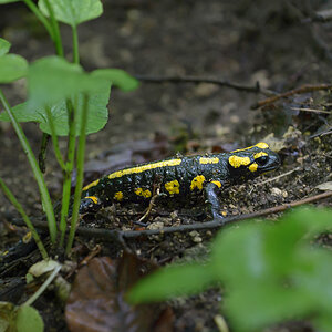feuersalamander 002