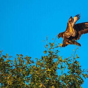 Mäusebussard