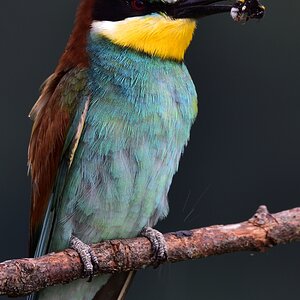 2018 14305