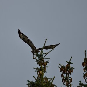 comp DSC 3362 00001