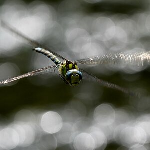 comp JEM 6988

Mosaikjungfer