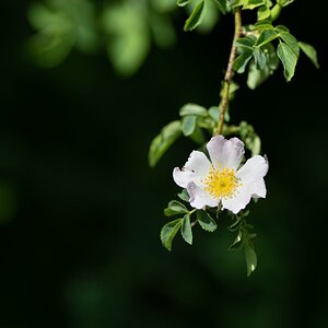 comp  H006563