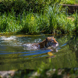 Tiger schwimmt