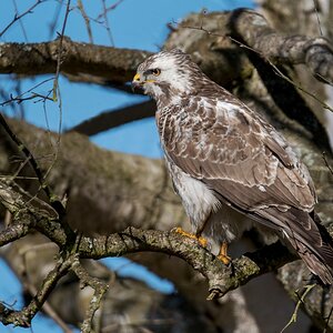 D50 2857 heller Bussard Moorlage IIA 4 2018