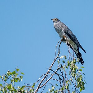 D50 5608 Kuckuck auf Birkenspitze IIA 5 2018