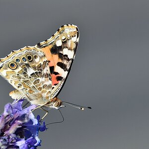 comp JEM 7063

Distelfalter