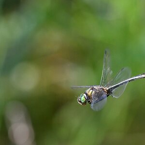 comp JEM 9464

Falkenlibelle