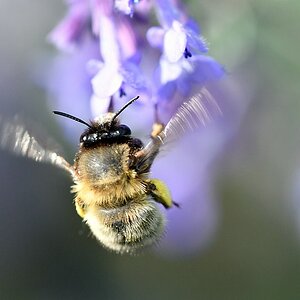 comp JEM 9753

Hummel