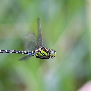 comp JEM 4489

Mosaikjungfer