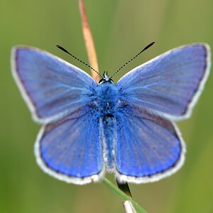 comp JEM 7619

Hauhechel-Bläuling