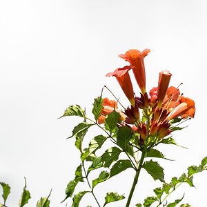 comp  H007177
