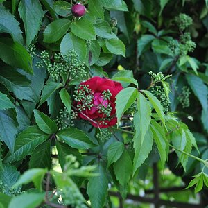 20180521 04 Rose