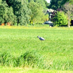 Mausreiher.3.nf