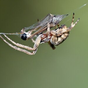 comp JEM 7703

Schilfradspinne