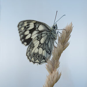 Schachbrettfalter (Melanargia galathea)
