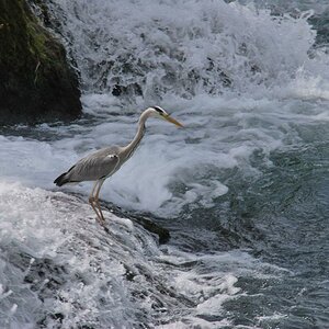 Fischreiher am Rheinfall