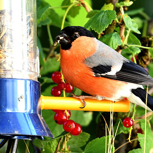 pfaffis.nf.2.1