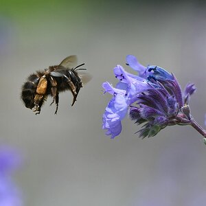 comp JEM 0109


Hummel