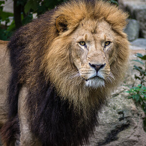 Löwe