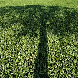 Baumschatten