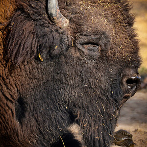 bison bulle 1000
