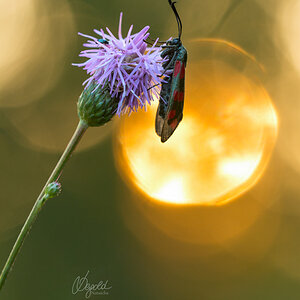 Blutströpfchen (Zygaena filipendulae)
