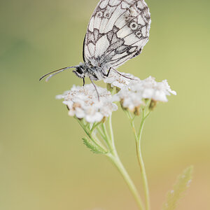 Schachbrettfalter (Melanargia galathea)