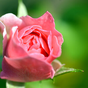 rose 1200