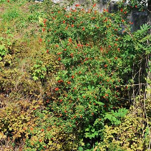 DSC 1225