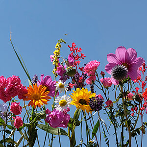 Blüten