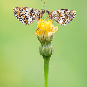 Wachtelweizen-Scheckenfalter (Melitaea athalia)