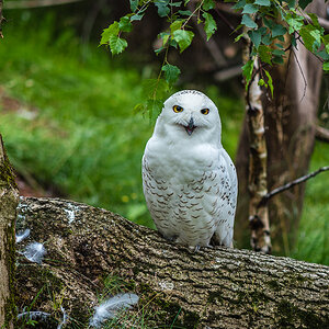 Schneeeule