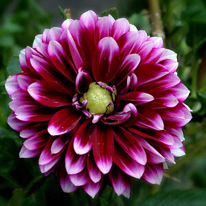 DAHLIE 1200