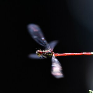 comp JEM 7751

Dadonislibelle