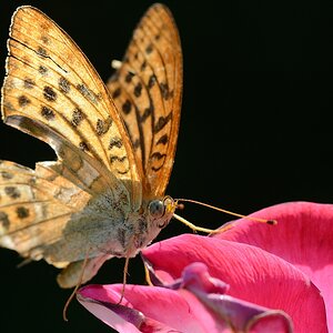 DSC 9462