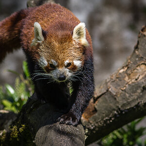 roter Panda