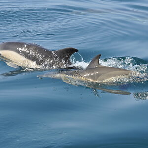 Irish Wildlife 2