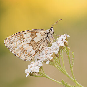Schachbrettfalter (Melanargia galathea) weiblich
