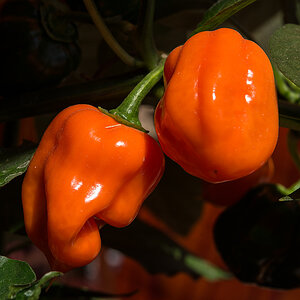 Habanero orange