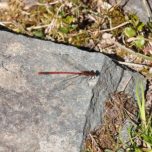 Irish Wildlife 3
