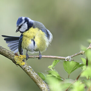 blaumeisePHE0044nf