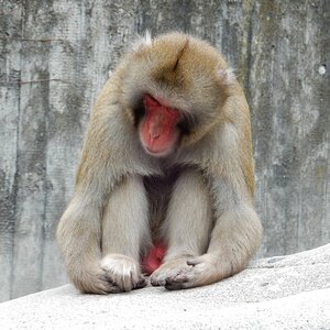 Affe