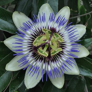 Passionsblume